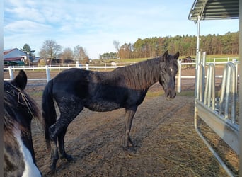 Paso Fino, Giumenta, 2 Anni, 140 cm
