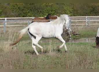 Paso Fino, Giumenta, 2 Anni, 150 cm