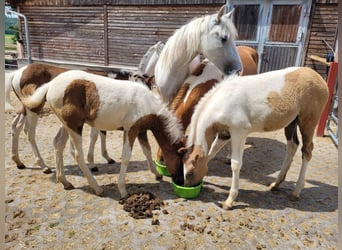 Paso Fino, Giumenta, 2 Anni, 150 cm