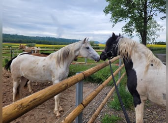 Paso Fino, Giumenta, 2 Anni, 150 cm