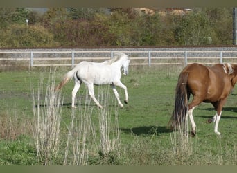 Paso Fino, Giumenta, 2 Anni, 150 cm