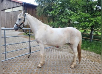 Paso Fino, Giumenta, 2 Anni, 150 cm