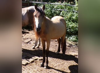 Paso Fino Mix, Giumenta, 3 Anni, 120 cm, Pelle di daino