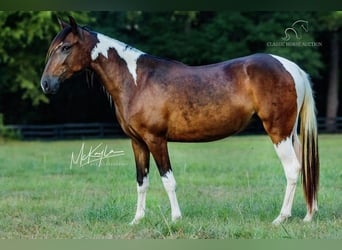 Paso Fino, Giumenta, 3 Anni, 132 cm, Baio ciliegia