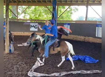 Paso Fino, Giumenta, 3 Anni, 132 cm, Baio ciliegia