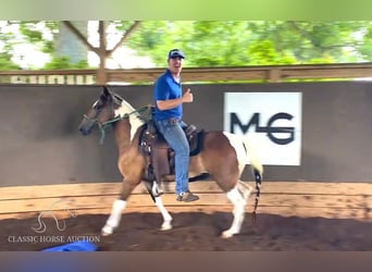 Paso Fino, Giumenta, 3 Anni, 132 cm, Baio ciliegia