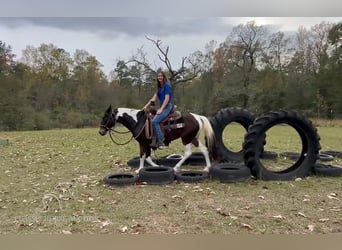 Paso Fino, Giumenta, 3 Anni, 132 cm, Baio ciliegia