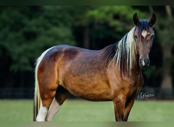 Paso Fino, Giumenta, 3 Anni, Pezzato