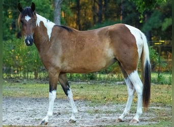 Paso Fino, Giumenta, 3 Anni, Pezzato