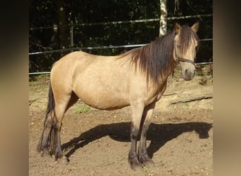 Paso Fino Mix, Giumenta, 4 Anni, 120 cm, Pelle di daino