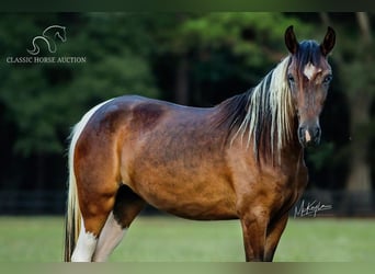 Paso Fino, Giumenta, 4 Anni, 132 cm, Baio ciliegia