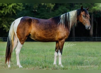 Paso Fino, Giumenta, 4 Anni, 132 cm, Baio ciliegia