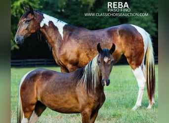 Paso Fino, Giumenta, 4 Anni, 132 cm, Baio ciliegia