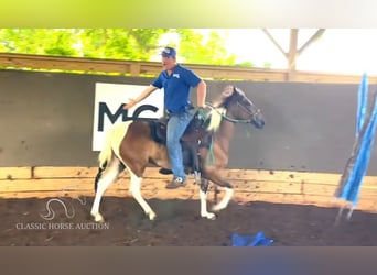 Paso Fino, Giumenta, 4 Anni, 132 cm, Baio ciliegia