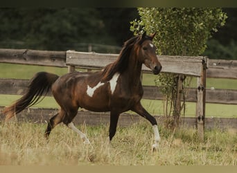 Paso Fino, Giumenta, 5 Anni