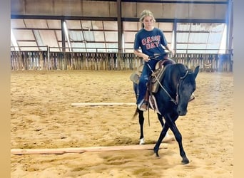 Paso Fino, Giumenta, 6 Anni, 141 cm, Morello