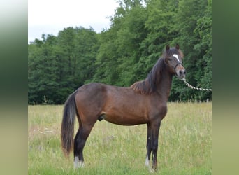 Paso Fino, Hengst, 1 Jahr, 148 cm, Brauner
