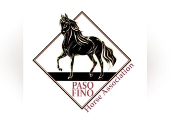 Paso Fino, Hengst, 2 Jaar, 142 cm, Gevlekt-paard
