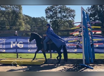 Paso Fino, Hengst, 2 Jahre, 142 cm, Rappe