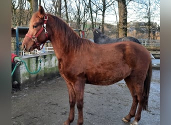 Paso Fino, Hengst, 3 Jahre, Fuchs