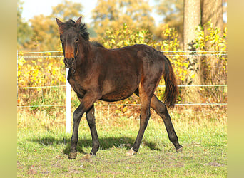 Paso Fino, Hengst, Fohlen (04/2025), 145 cm, Schwarzbrauner