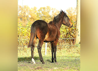 Paso Fino, Hengst, Veulen (04/2025), 145 cm, Zwartbruin
