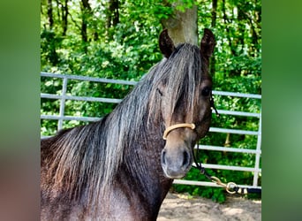 Paso Fino, Hingst, 2 år, 149 cm, Grå-mörk-brun