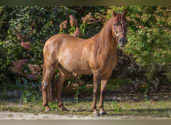 Paso Fino, Hongre, 16 Ans, 141 cm, Alezan