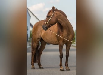 Paso Fino, Hongre, 16 Ans, 141 cm, Alezan