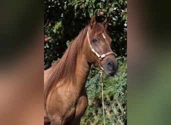 Paso Fino, Hongre, 16 Ans, 141 cm, Alezan