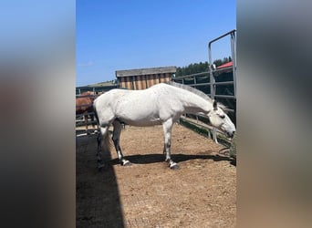 Paso Fino Croisé, Hongre, 16 Ans, 143 cm, Gris
