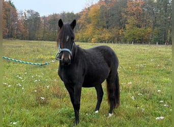 Paso Fino, Hongre, 2 Ans, 143 cm, Noir