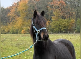 Paso Fino, Hongre, 2 Ans, 143 cm, Noir
