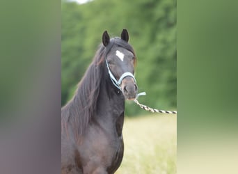Paso Fino, Hongre, 2 Ans, 145 cm, Noir