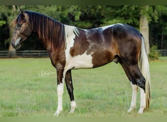 Paso Fino, Hongre, 4 Ans, 142 cm, Tobiano-toutes couleurs