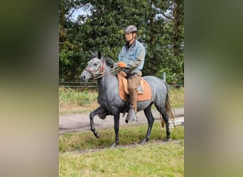 Paso Fino, Hongre, 4 Ans, 143 cm, Gris