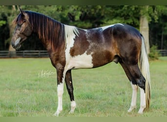 Paso Fino, Hongre, 5 Ans, 142 cm, Tobiano-toutes couleurs