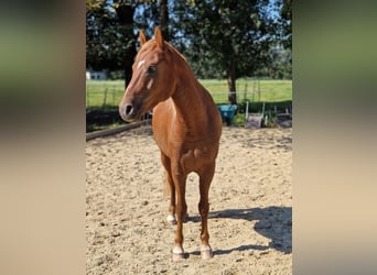 Paso Fino, Hongre, 5 Ans, 143 cm, Alezan