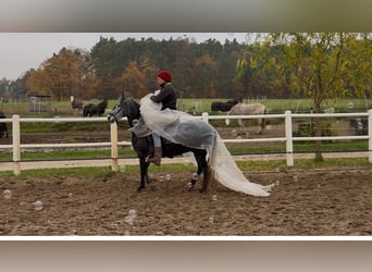 Paso Fino, Hongre, 5 Ans, 145 cm
