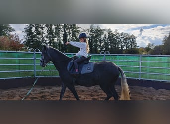 Paso Fino, Hongre, 6 Ans, 145 cm