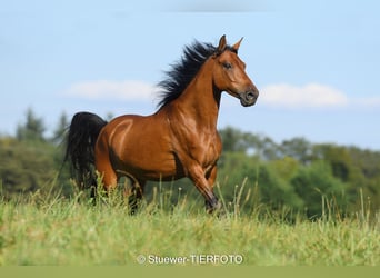 Paso Fino, Hongre, 7 Ans, 146 cm, Bai clair