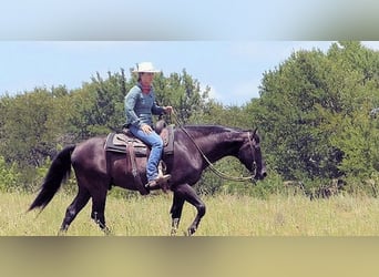 Paso Fino, Hongre, 7 Ans, 173 cm, Noir