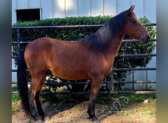 Paso Fino, Hongre, 8 Ans, 142 cm, Bai cerise