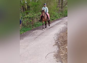 Paso Fino, Hongre, 8 Ans, 148 cm, Isabelle