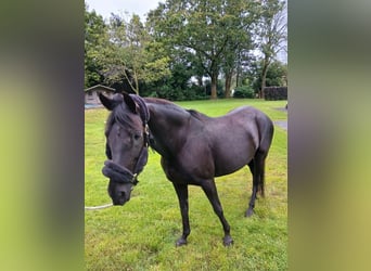 Paso Fino, Jument, 11 Ans, 140 cm, Noir