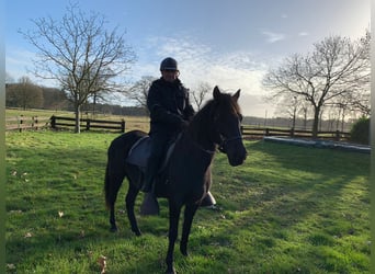 Paso Fino, Jument, 11 Ans, 140 cm, Noir