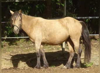 Paso Fino Croisé, Jument, 4 Ans, 120 cm, Buckskin