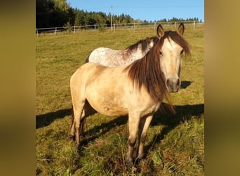 Paso Fino Croisé, Jument, 4 Ans, 120 cm, Buckskin