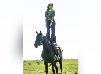 Paso Fino, Jument, 6 Ans, 141 cm, Noir