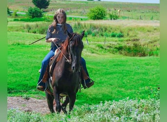 Paso Fino, Jument, 6 Ans, 141 cm, Noir